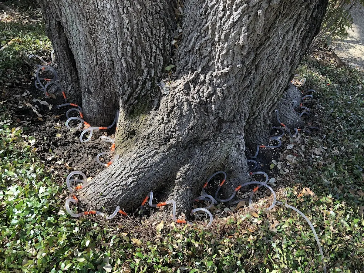 Detailed Tree Cabling and Bracing job site in Burlington Flats