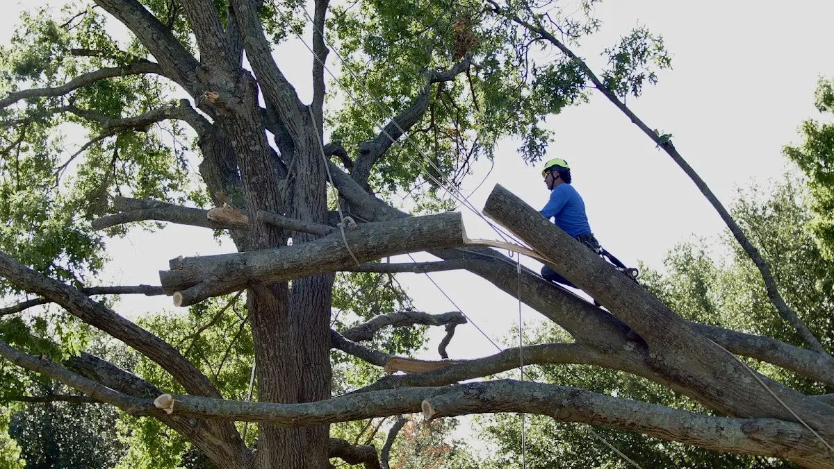 Professional Hazardous Tree Removal performed by certified arborists in Burlington Flats