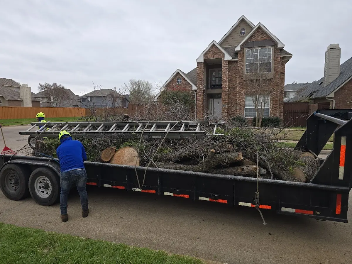 Expert Tree Pest Control with proper safety equipment in Burlington Flats